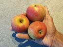 Malus domestica 'Alkmene' - Appel