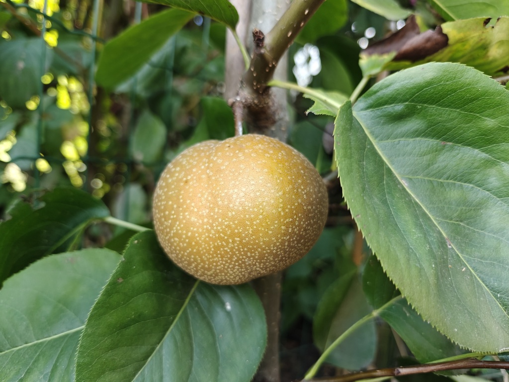 Pyrus pyrifolia 'Supernashi' - Nashi