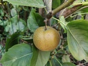 Pyrus pyrifolia 'Supernashi' - Nashi