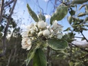 Sorbopyrus auricularis 'Shipova' - Peerlijsterbes