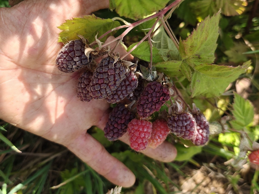 Rubus fruticosus x idaeus 'Buckingham' - Tayberry (Braamboos)