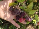 Stekelloze Loganberry