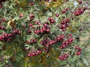 Crataegus schraderiana - Meidoorn
