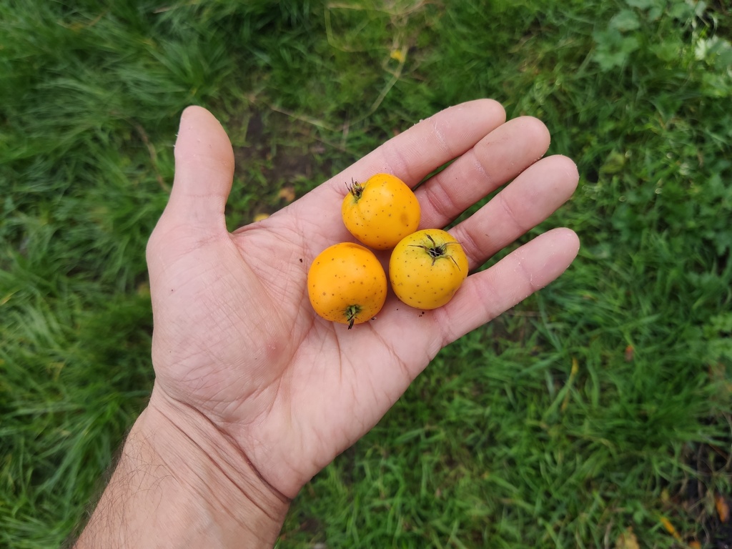 Crataegus mexicana - Mexicaanse meidoorn