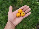 Crataegus mexicana - Mexicaanse meidoorn