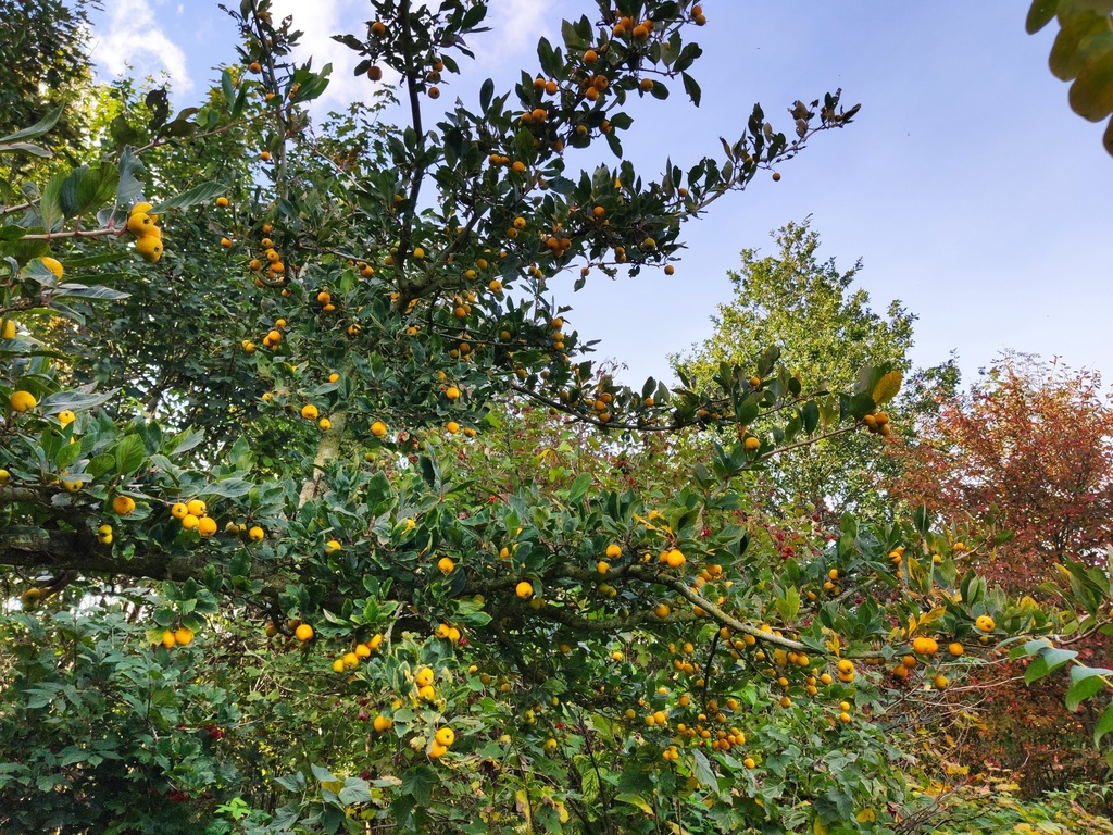 Crataegus mexicana - Mexicaanse meidoorn