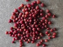 Ribes uva-crispa 'Hinnonmaki Röd' - Kruisbes (rood)