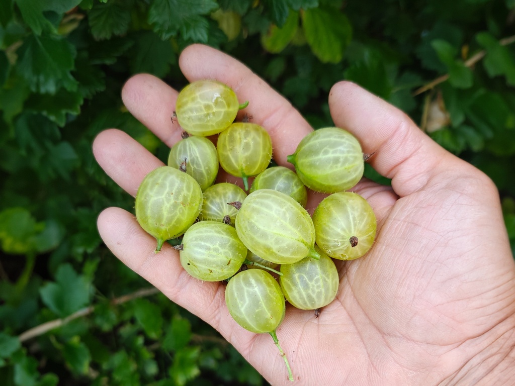 Ribes uva-crispa 'Invicta' - Kruisbes (groengeel)