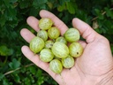 Ribes uva-crispa 'Invicta' - Kruisbes (groengeel)