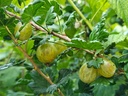 Ribes uva-crispa 'Invicta' - Kruisbes (groengeel)