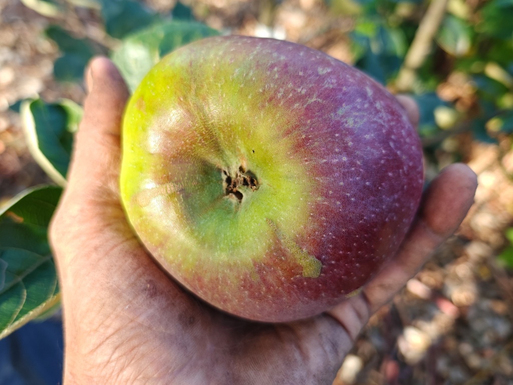 Malus domestica 'Franse Bellefleur' - Appel