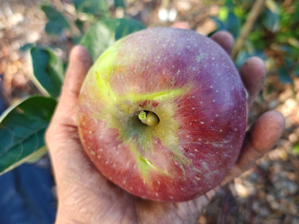 Malus domestica 'Franse Bellefleur' - Appel