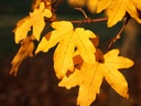Acer campestre - Veldesdoorn