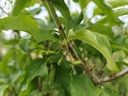 Cornus mas - Gele kornoelje