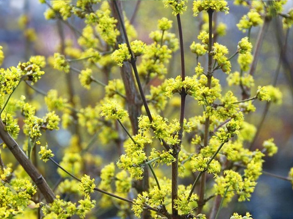 Cornus mas - Gele kornoelje