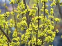 Cornus mas - Gele kornoelje
