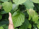 Corylus avellana - Hazelaar
