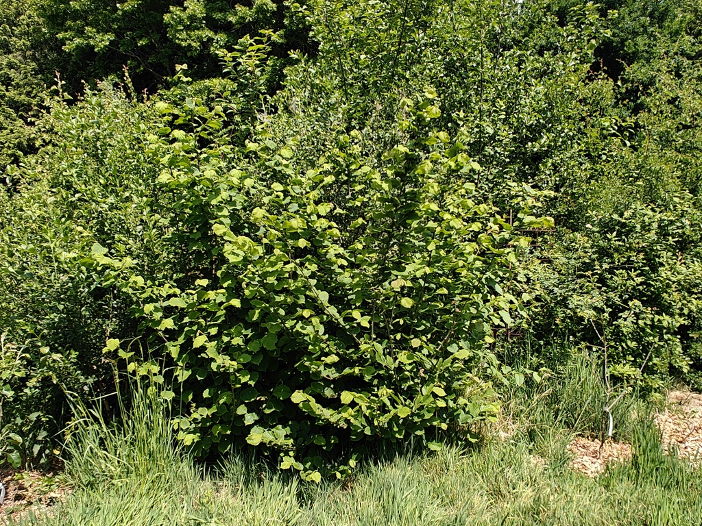 Corylus avellana - Hazelaar