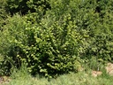 Corylus avellana - Hazelaar