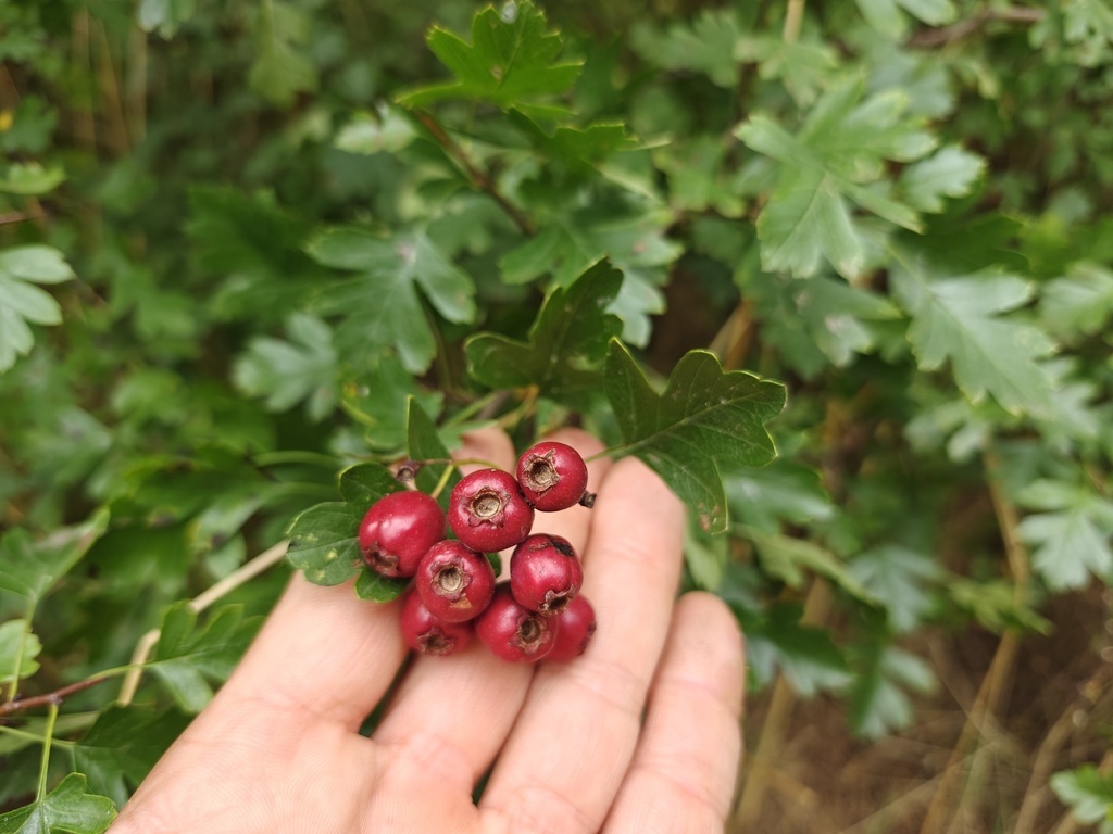 Crataegus monogyna - Meidoorn