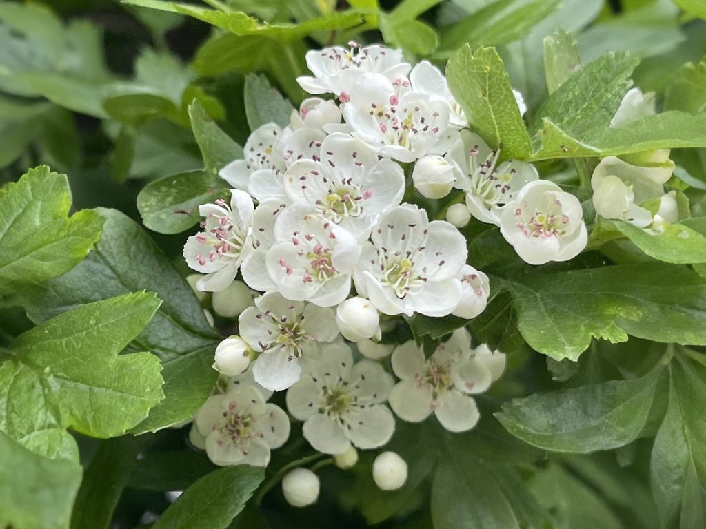 Crataegus monogyna - Meidoorn
