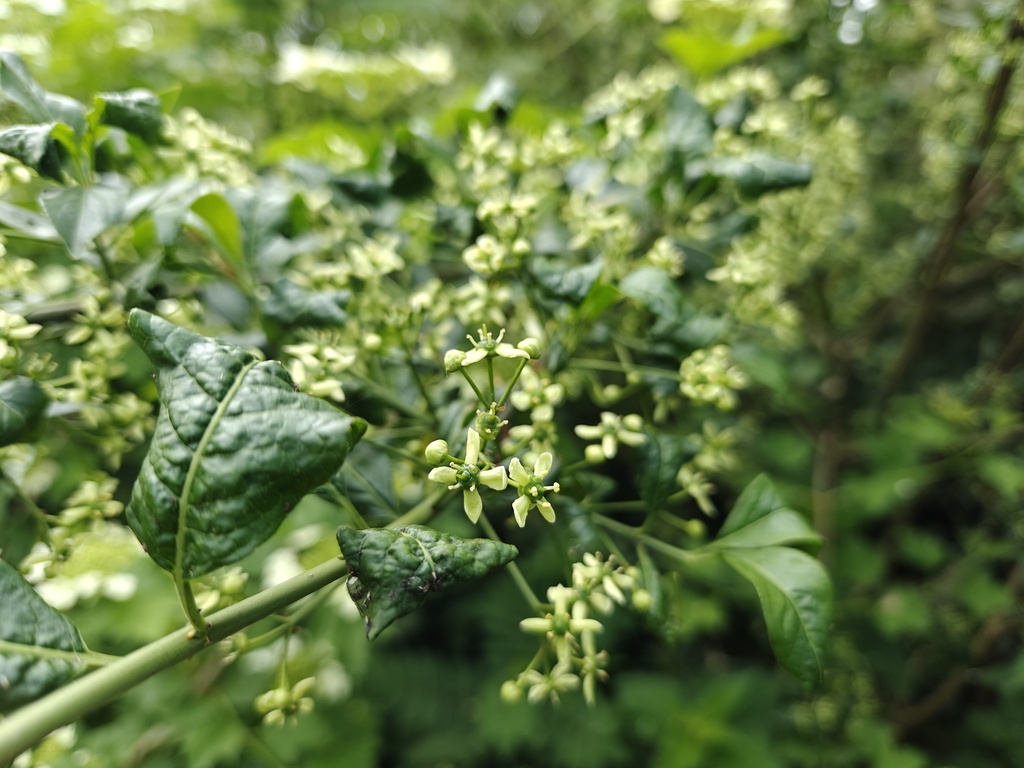 Euonymus europaeus - Kardinaalsmuts