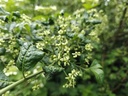 Euonymus europaeus - Kardinaalsmuts