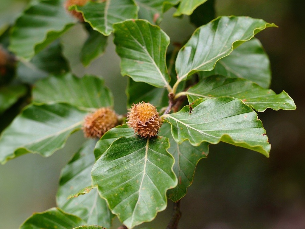Fagus sylvatica - Beuk