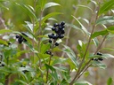 Ligustrum vulgare - Liguster