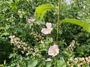 Rosa canina - Hondsroos