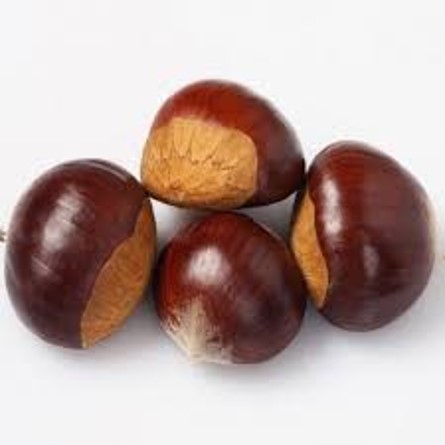 Castanea 'Belle Epine' - Tamme kastanje