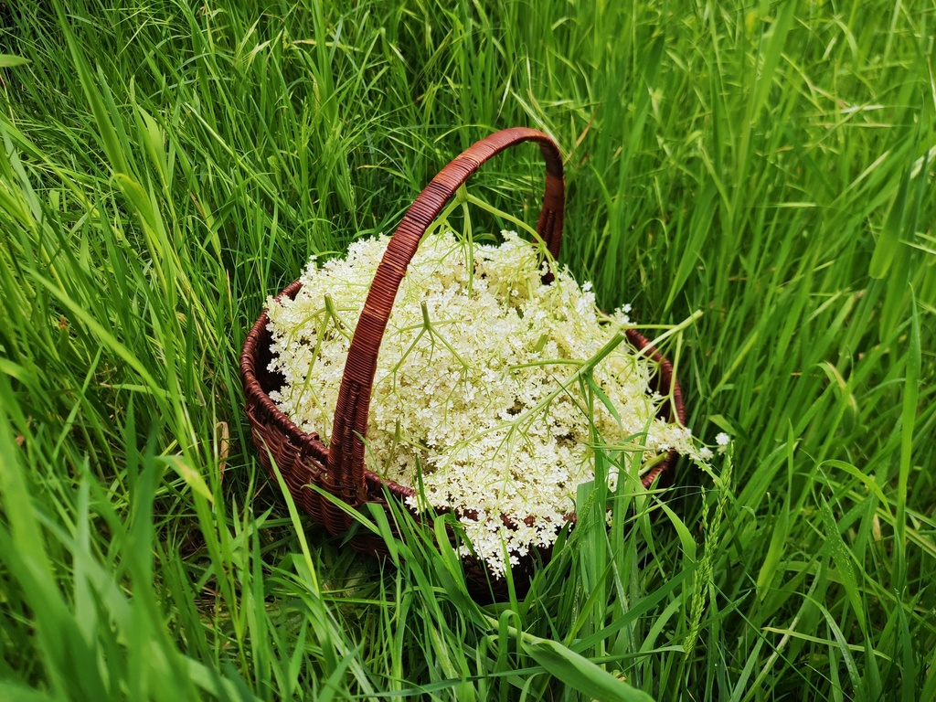Sambucus nigra - Vlier