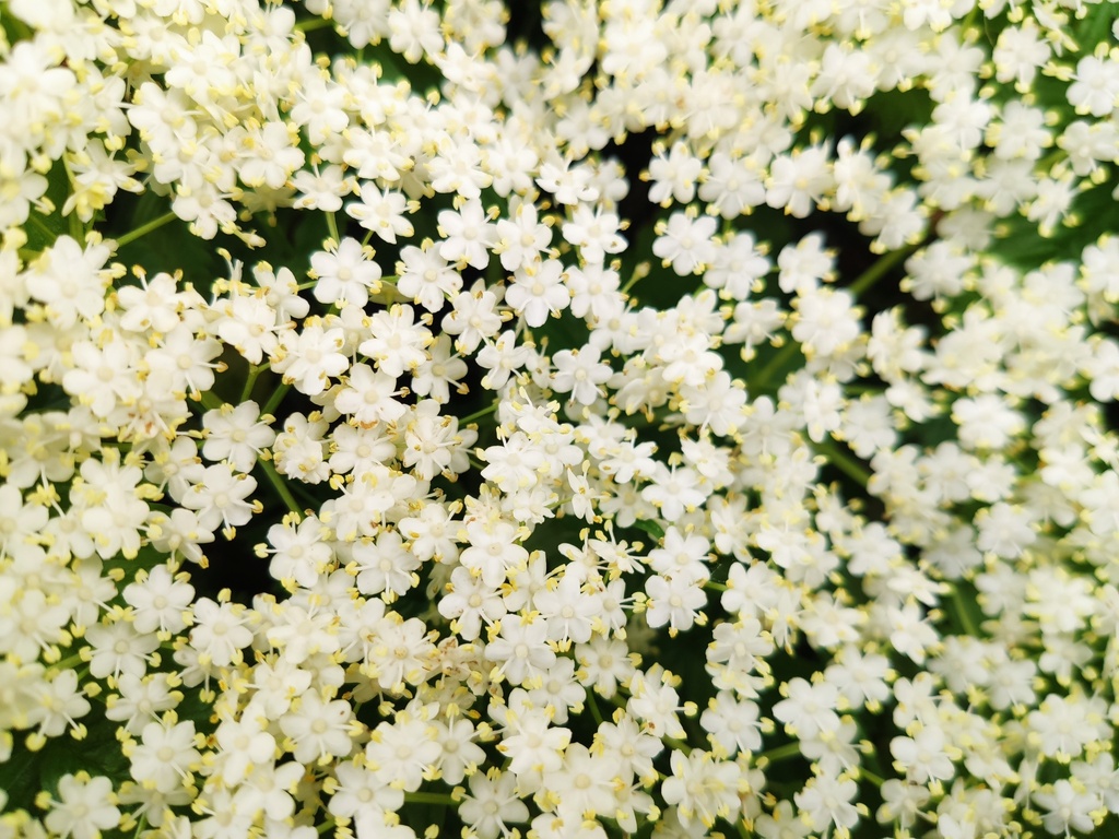 Sambucus nigra - Vlier