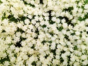 Sambucus nigra - Vlier