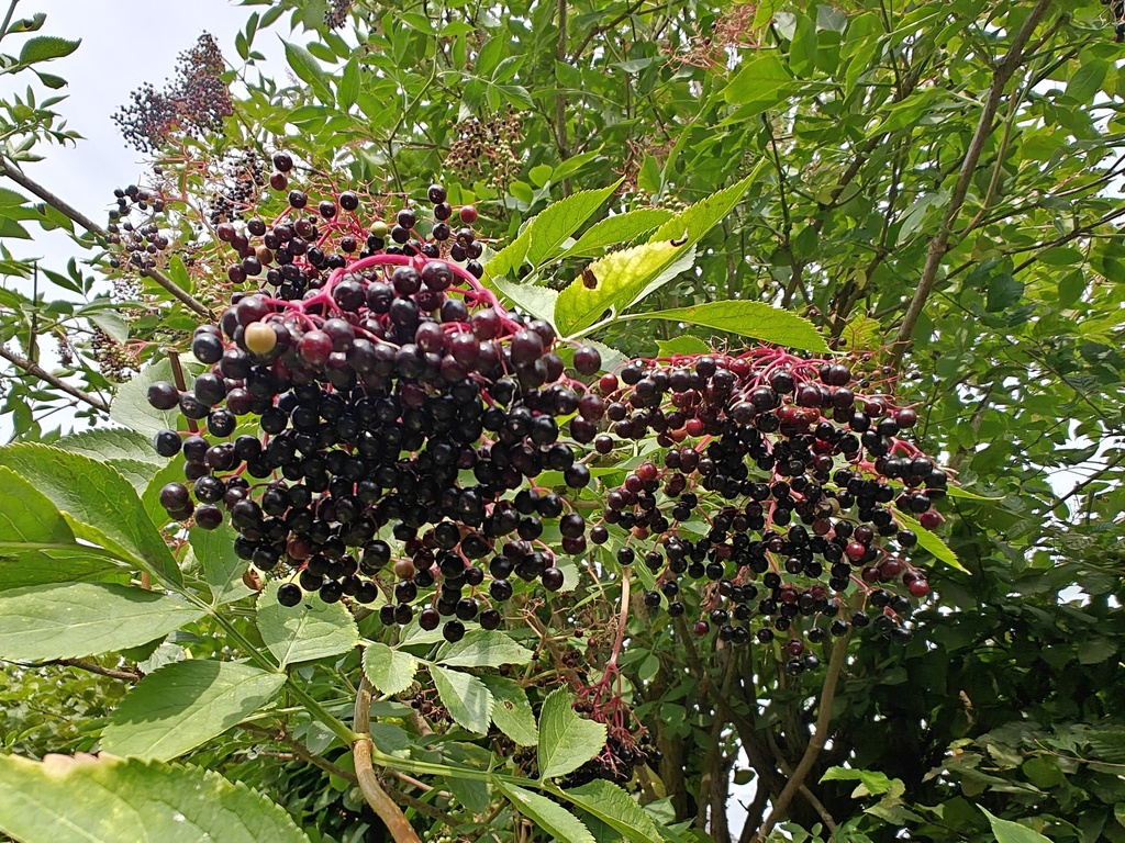 Sambucus nigra - Vlier