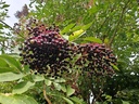Sambucus nigra - Vlier