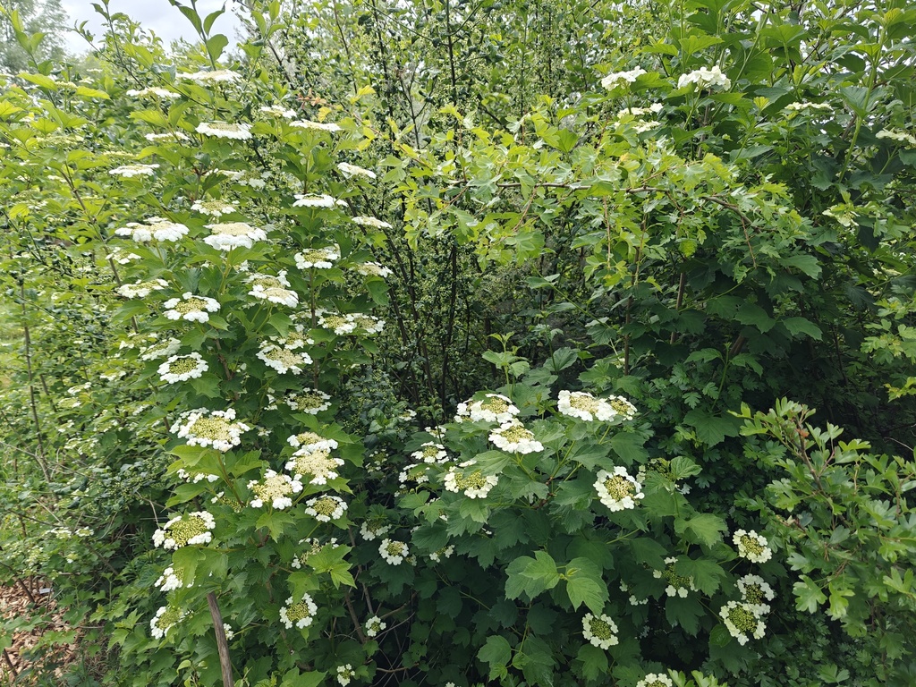 Viburnum opulus - Gelderse roos