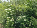 Viburnum opulus - Gelderse roos