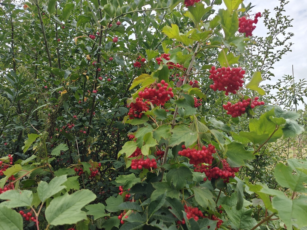 Viburnum opulus - Gelderse roos