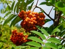 Sorbus aucuparia - Lijsterbes
