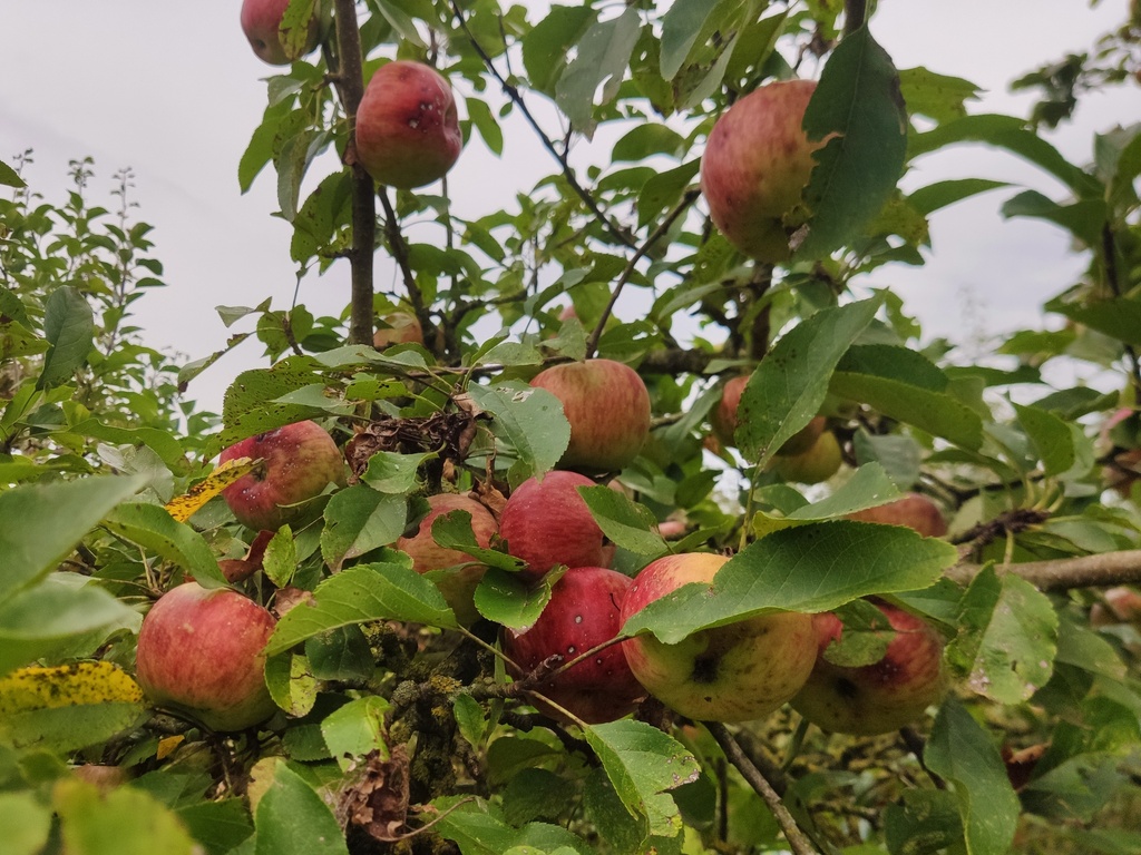 Malus domestica 'Topaz' - Appel