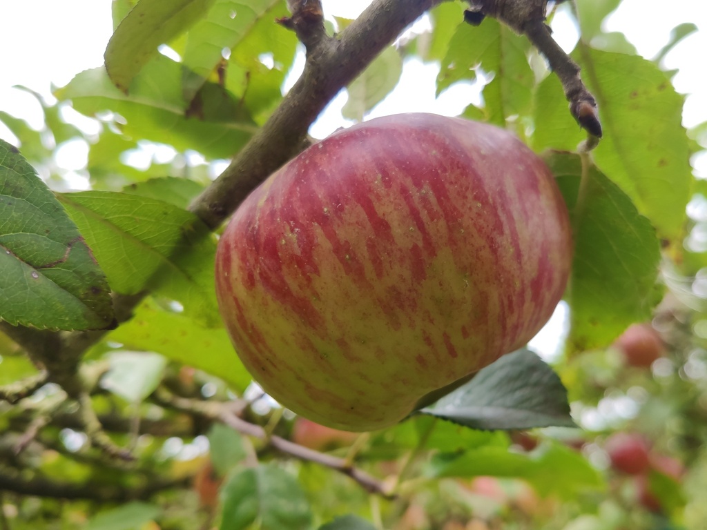 Malus domestica 'Topaz' - Appel