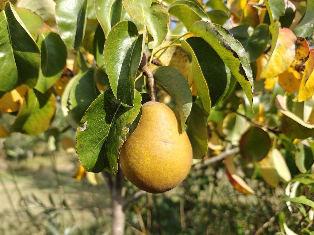 Pyrus communis 'Beurré Hardy' - Peer