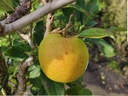 Malus domestica 'Lombarts Calville' - Appel