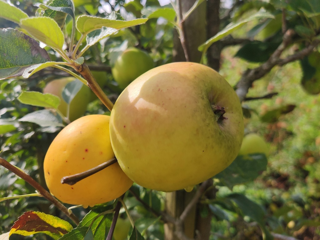 Malus domestica 'Lombarts Calville' - Appel