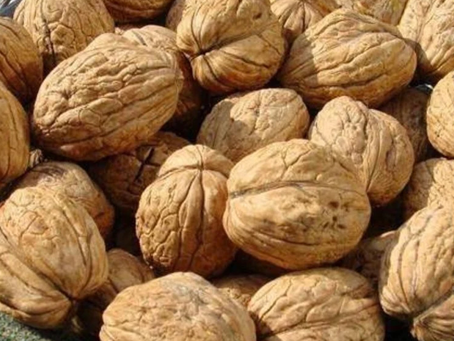 Juglans regia 'Bella Maria' - Okkernoot