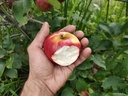 Malus domestica 'Stropneuzen' - Appel