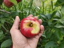 Malus domestica 'Stropneuzen' - Appel