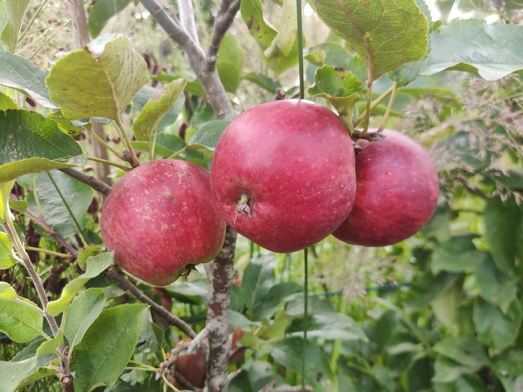 Malus domestica 'Stropneuzen' - Appel