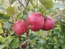 Malus domestica 'Stropneuzen' - Appel